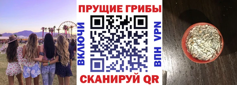 Галлюциногенные грибы Psilocybe  купить наркотики цена  Вологда 